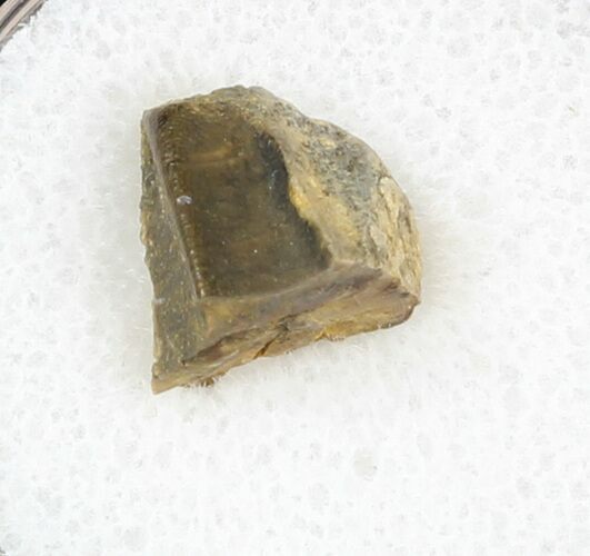 Hadrosaur (Kritosaurus) Tooth - Aguja Formation, Texas #31732